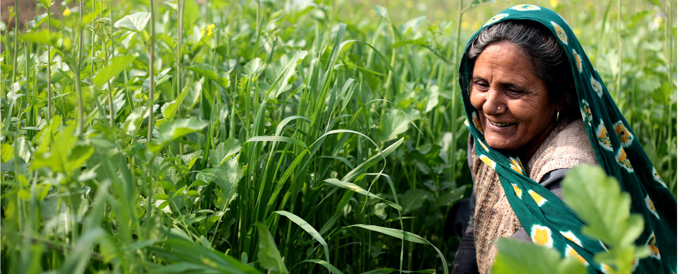 A woman in a sari stands in a field.