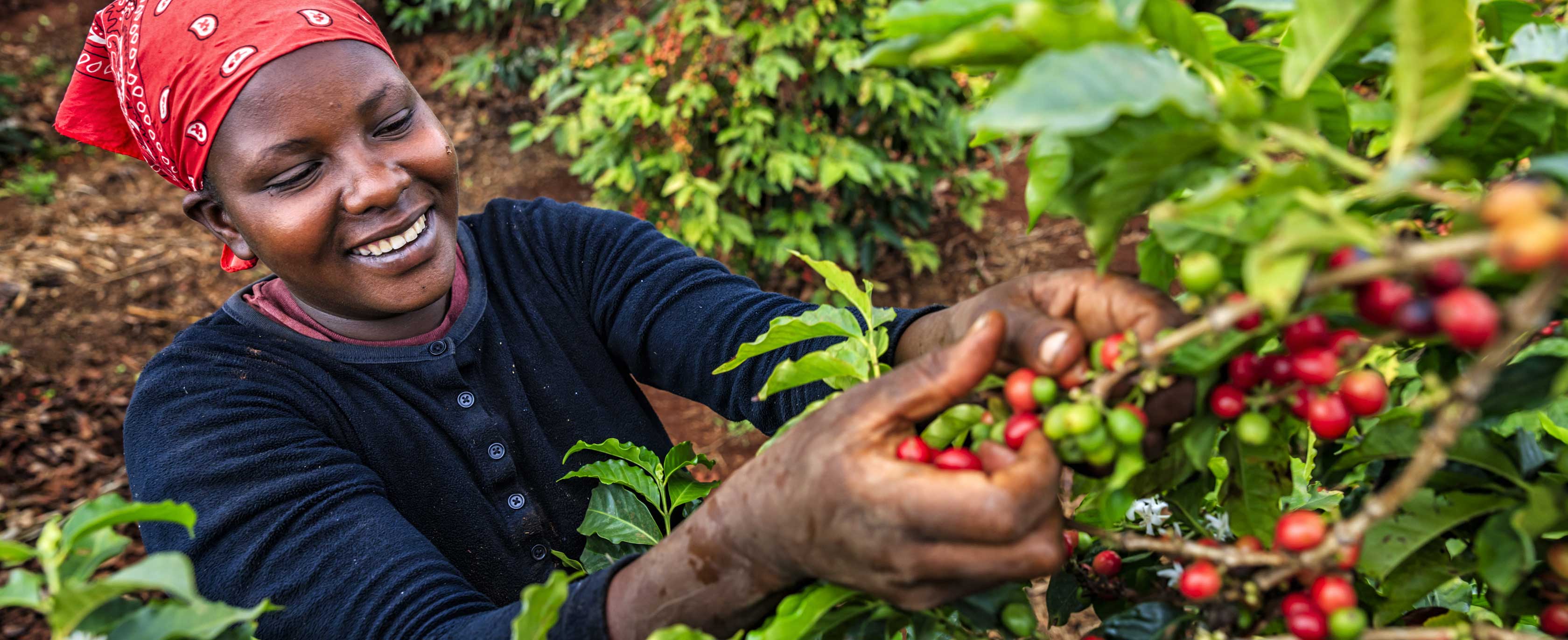 A woman picks berries from a tree.