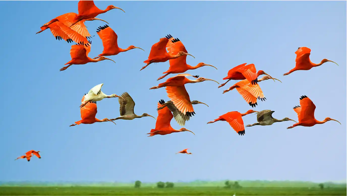 A flock of Scarlet Ibises, birds that look similar to flamingoes, in mid-flight.